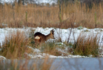Roe Deer