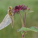 2nd Print-Newly Emerged Four Spotted Chaser-Gary Jenkins