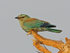 European Roller