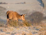 Red Deer Hind