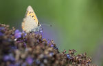 Small Copper
