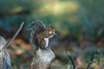 Grey Squirrel