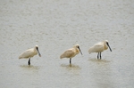 Spoonbills