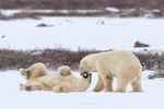 Pause in Polar Bear fight, Churchill, Canada