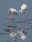 Greater Flamingo