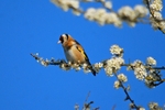 Goldfinch