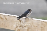 BPP_2871