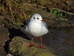 Black-headed Gull
