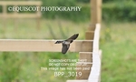 BPP_3019