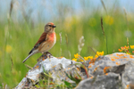 Linnet (male) perched on a rock