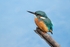 Kingfisher Alcedo Atthis075