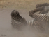 Dusty Zebra 3