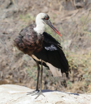 Woolly-necked Stork