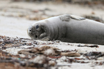 Young Elephant Seal lying on side, Carcass Island, Falklands