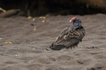 Turkey Vulture on sandy bank, Sarapiqui River, Costa Rica