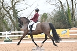 Cls 18 Freestyle Adv Medium Gold portfolio