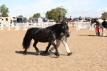 SBM_12948