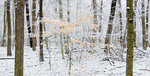 WINTER BEECH - NORFOLK COUNTY