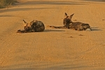 Hunting Dogs - Krüger NP, South Africa