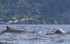 Northern bottlenose whales