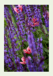 Salvia and Opium