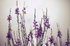 Veronica Spikes