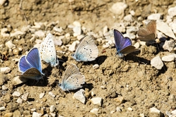 Mud Puddling