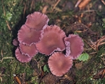 Amethyst Deceiver