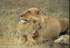 Mother and cub