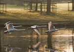 Mute Swan