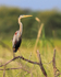 Purple Heron (adult) perched on a branch