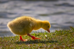 Baby Geese at Finnamore Lake, County Offaly, Ireland.