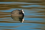 Coot