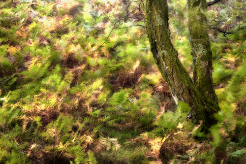 Backlit Bracken on a breezy October afternoon.
