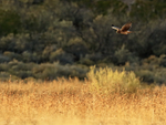 Northern Harrier hunting, late afternoon, Bosque del Apache