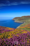 Gorse and Heather, Porth Llanllawen