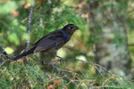 Common Grackle portfolio