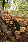 Sulphur Tuft Fungus 2