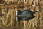 Coot