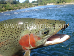 Tongariro & Trout.