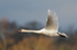 Mute Swan in flight