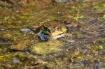 Marsh Frog