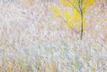 FALL MEADOW - ZION NP
