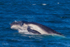 Humpback Calf head-lunge 9. 0A3A9471