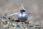 Arctic Tern stretching