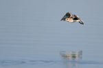 Black-bellied Plover in flight, Fort De Soto Park, Florida