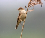 Reed Warbler