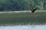 Bald Eagle flying over reeds, Minnesota, USA