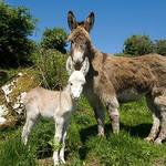 Mother and Baby donkey 1, Ireland