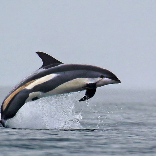A breaching white-sided dolphin in the Bay of Fundy
